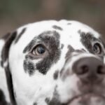 Surfing Portugal: The Best Beaches for Every Skill Level