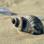 Surf and Stay: Your Ultimate Guide to Portugal’s Best Surf Camps and Lodges