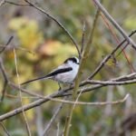 The Irresistible Sweetness of Pastel de Nata: A Journey Through Portugal’s Most Beloved Pastry