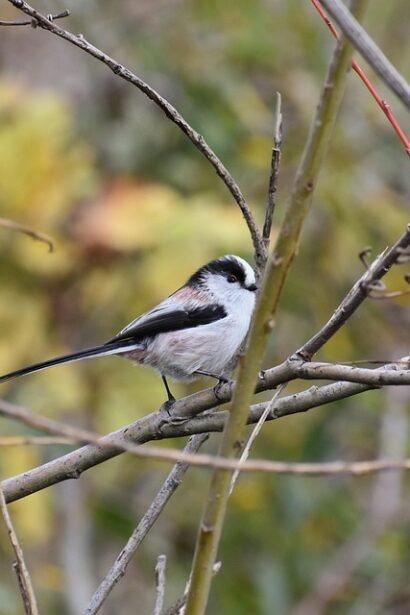 The Irresistible Sweetness of Pastel de Nata: A Journey Through Portugal’s Most Beloved Pastry