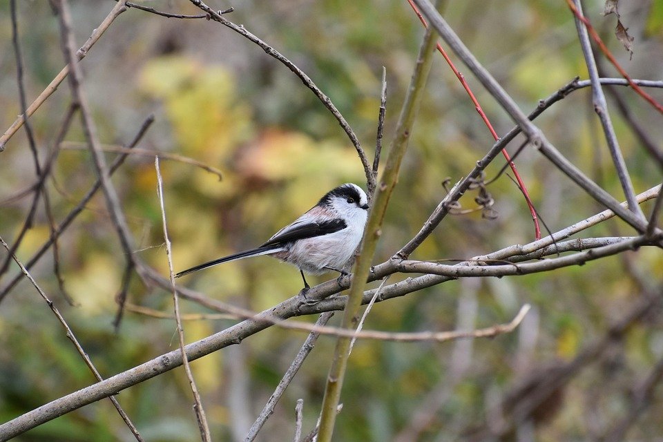 The Irresistible Sweetness of Pastel de Nata: A Journey Through Portugal’s Most Beloved Pastry