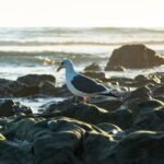 Savoring Portugal: A Guide to Authentic Dinner Delights