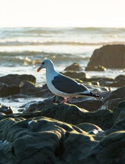 Savoring Portugal: A Guide to Authentic Dinner Delights
