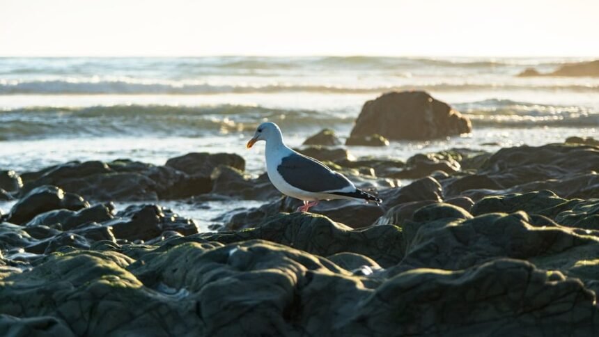 Savoring Portugal: A Guide to Authentic Dinner Delights