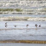 From Sushi to Tacos: Discovering Portugal’s Diverse Global Cuisine