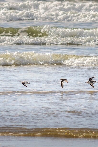 From Sushi to Tacos: Discovering Portugal’s Diverse Global Cuisine