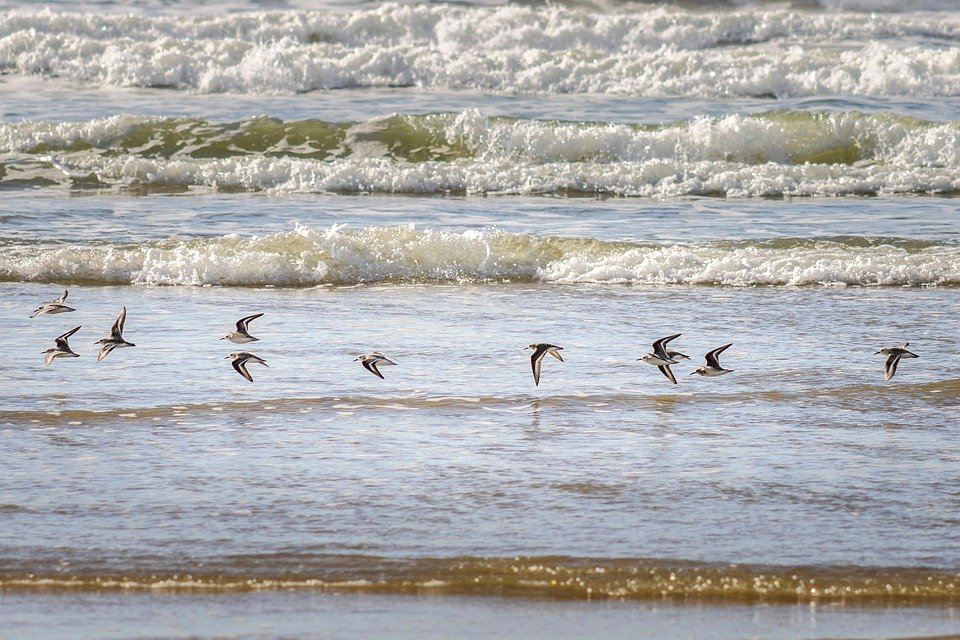 From Sushi to Tacos: Discovering Portugal’s Diverse Global Cuisine