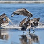 Surfing Portugal: Epic Spots to Ride the Atlantic Waves