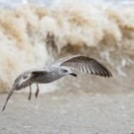 A World on a Plate: Exploring Global Flavors in Portugal’s Culinary Scene