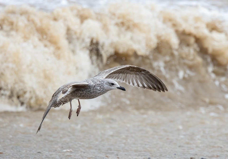 A World on a Plate: Exploring Global Flavors in Portugal’s Culinary Scene