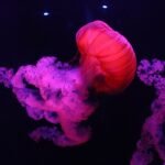 Surf, Sleep, and Explore: The Ultimate Campervan Adventure in Portugal