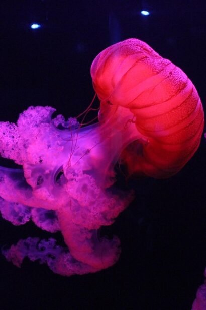 Surf, Sleep, and Explore: The Ultimate Campervan Adventure in Portugal