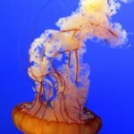 Park, Paddle, and Play: The Perfect Campervan Surf Getaway in Portugal