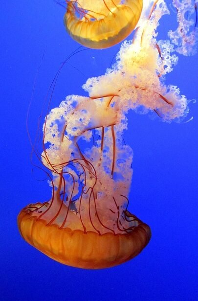 Park, Paddle, and Play: The Perfect Campervan Surf Getaway in Portugal