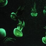 Portugal’s Secret Spots: Where to Park, Play, and Enjoy the Van Life