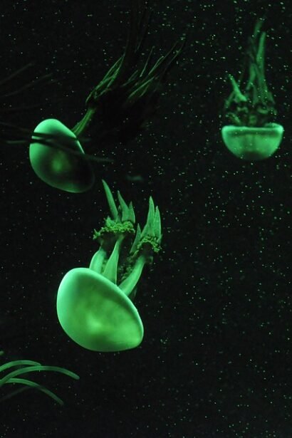 Portugal’s Secret Spots: Where to Park, Play, and Enjoy the Van Life